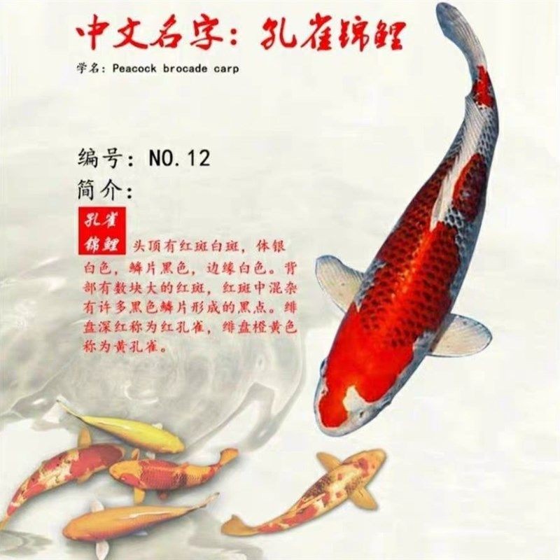 丹頂錦鯉日常飲食指南，丹頂錦鯉日常飲食指南和飼養(yǎng)技巧，丹頂錦鯉飼養(yǎng)技巧