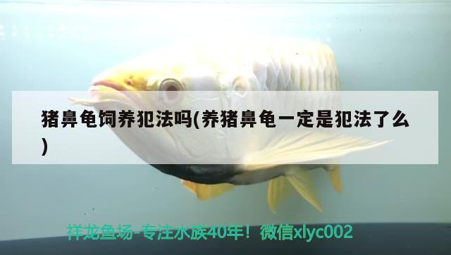 豬鼻龜飼養犯法嗎(養豬鼻龜一定是犯法了么)