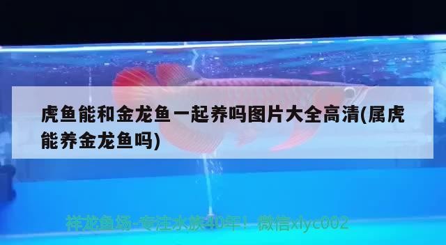 虎魚能和金龍魚一起養嗎圖片大全高清(屬虎能養金龍魚嗎) 虎魚能和金龍魚一起養嗎圖片大全高清(屬虎能養金龍魚嗎) 虎魚百科