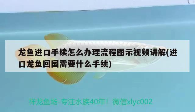 金龍魚吃什么食物對應的發色好,金龍魚吃什么發色好 魟魚百科 第2張 金龍魚吃什么食物對應的發色好,金龍魚吃什么發色好 金龍魚吃什么食物對應的發色好,金龍魚吃什么發色好 魟魚百科 第2張