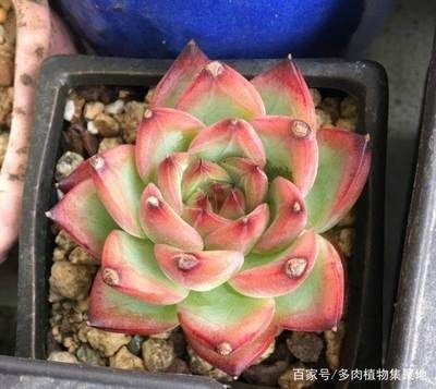 茶水倒入魚缸魚會死嗎：倒入魚缸的茶水會對魚的健康產生一定的影響嗎？ 茶水倒入魚缸魚會死嗎：倒入魚缸的茶水會對魚的健康產生一定的影響嗎？ 魚缸百科 第3張