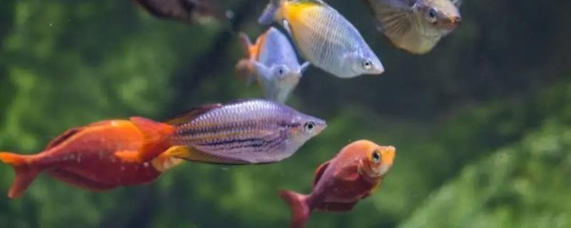 廣州百藝城祥龍魚場在哪里（廣州百藝城祥龍魚場在哪里啊）