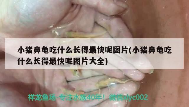 小豬鼻龜吃什么長得最快呢圖片(小豬鼻龜吃什么長得最快呢圖片大全)