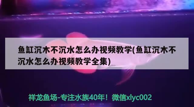 魚缸沉木不沉水怎么辦視頻教學(xué)(魚缸沉木不沉水怎么辦視頻教學(xué)全集) 魚缸沉木不沉水怎么辦視頻教學(xué)(魚缸沉木不沉水怎么辦視頻教學(xué)全集) 魟魚百科