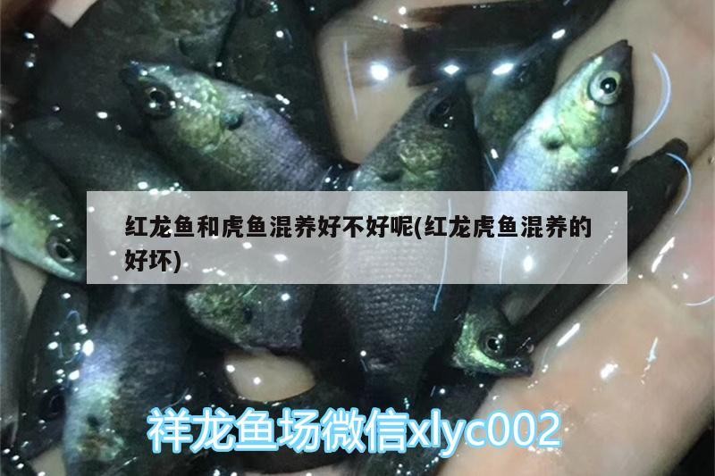 紅龍魚和虎魚混養好不好呢(紅龍虎魚混養的好壞) 紅龍魚和虎魚混養好不好呢(紅龍虎魚混養的好壞) 虎魚百科