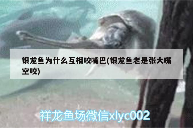 銀龍魚為什么互相咬嘴巴(銀龍魚老是張大嘴空咬) 銀龍魚為什么互相咬嘴巴(銀龍魚老是張大嘴空咬) 銀龍魚百科