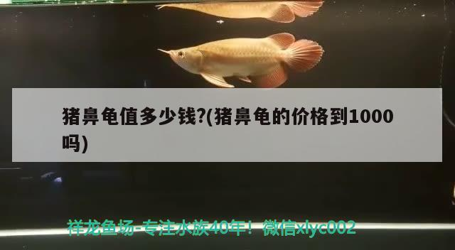 豬鼻龜值多少錢?(豬鼻龜?shù)膬r(jià)格到1000嗎) 豬鼻龜值多少錢?(豬鼻龜?shù)膬r(jià)格到1000嗎) 豬鼻龜百科