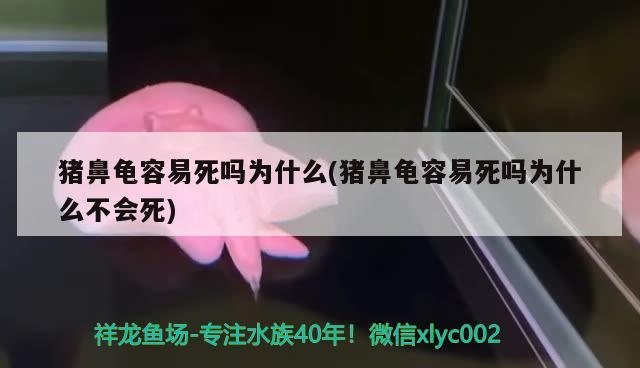 豬鼻龜容易死嗎為什么(豬鼻龜容易死嗎為什么不會死)