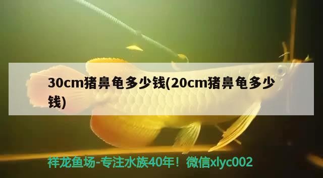 30cm豬鼻龜多少錢(20cm豬鼻龜多少錢)