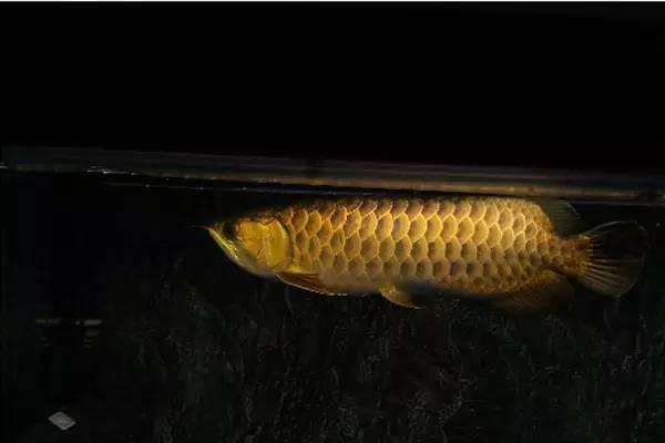 養龍魚要多大的缸適合生長【博特2000水泵適合多大魚缸】