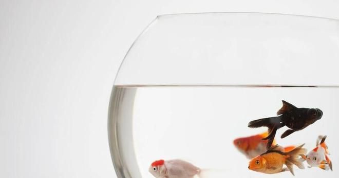 大魚缸能養金魚嗎：養金魚的注意事項