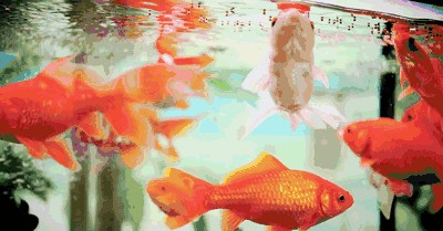 大魚缸能養金魚嗎：養金魚的注意事項