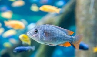 大魚缸能養金魚嗎：養金魚的注意事項