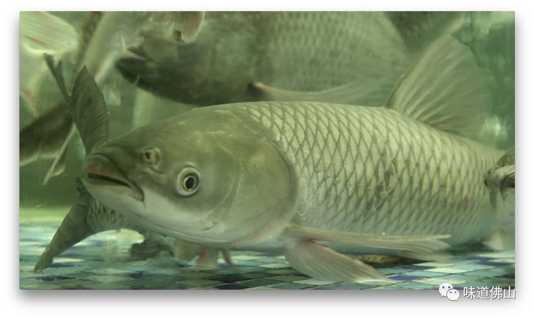草魚可以放魚缸里養嗎風水好嗎：草魚適合在魚缸中養嗎？ 草魚可以放魚缸里養嗎風水好嗎：草魚適合在魚缸中養嗎？ 魚缸百科 第1張