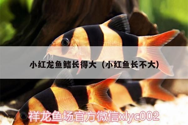三年的紅龍魚還會長大嗎：三年后，紅龍魚的尺寸會繼續增長取決于多種因素的因素