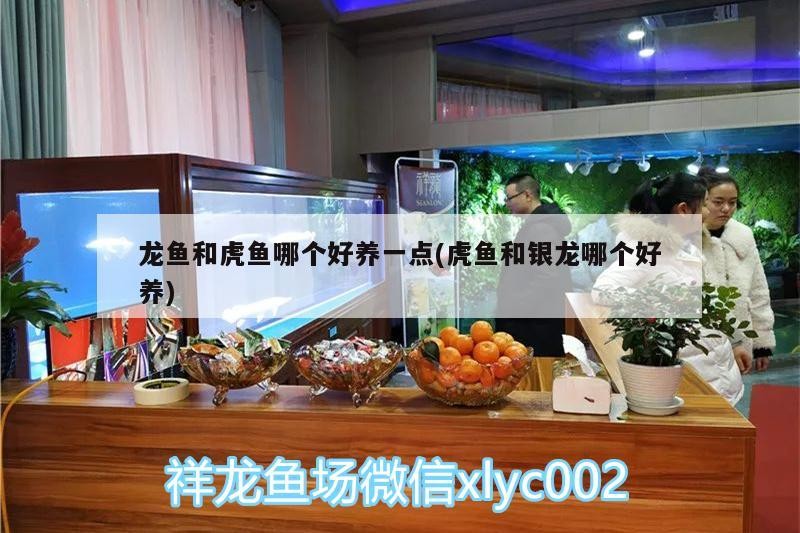 魟魚 龍魚和虎魚哪個好養一點(虎魚和銀龍哪個好養) 虎魚百科 龍魚和虎魚哪個好養一點(虎魚和銀龍哪個好養) 龍魚和虎魚哪個好養一點(虎魚和銀龍哪個好養) 虎魚百科