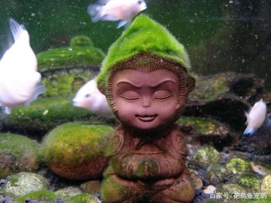 昌吉回族自治州魚缸批發(fā)市場（昌吉哪里有賣魚缸的）