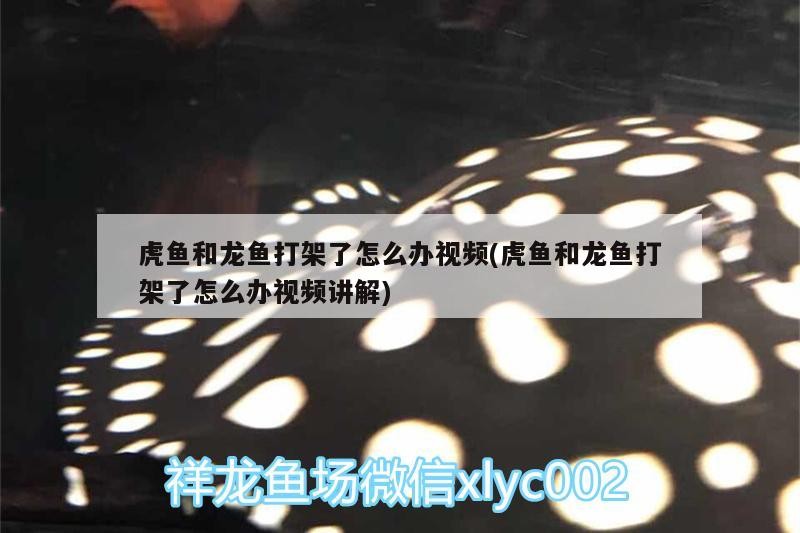 虎魚和龍魚打架了怎么辦視頻(虎魚和龍魚打架了怎么辦視頻講解)