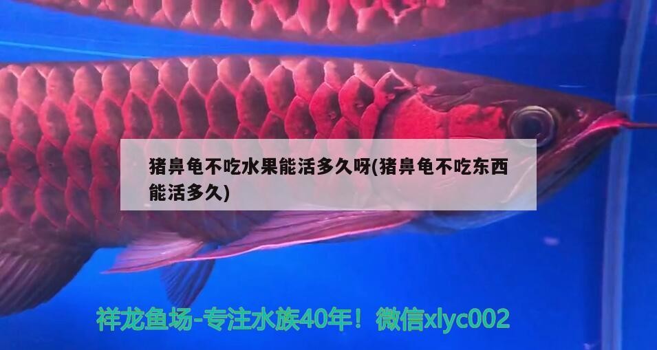 豬鼻龜不吃水果能活多久呀(豬鼻龜不吃東西能活多久) 豬鼻龜不吃水果能活多久呀(豬鼻龜不吃東西能活多久) 豬鼻龜百科