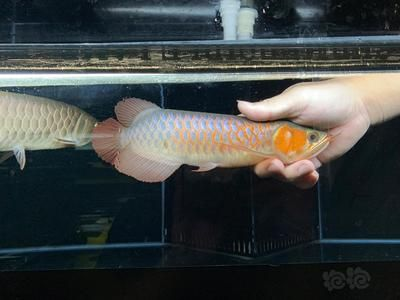 印尼超血紅龍魚能長多大：印尼超血紅龍魚能長多大的直接信息紅龍魚生長情況