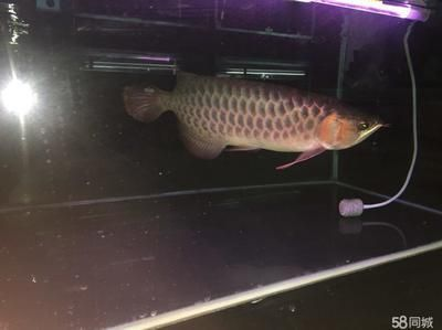 印尼超血紅龍魚能長多大：印尼超血紅龍魚能長多大的直接信息紅龍魚生長情況