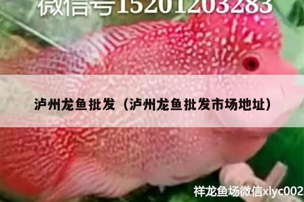 瀘州紅龍魚價格2688貴嗎？ 瀘州紅龍魚價格2688貴嗎？ 紅龍魚百科 第3張