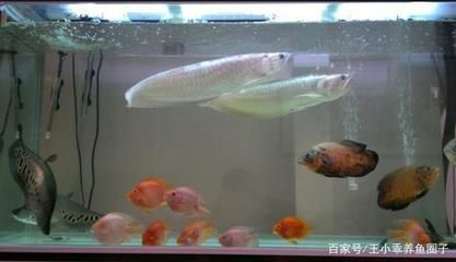 紅龍魚怎么養(yǎng)最好 紅龍魚背景用什么顏色好看圖片(紅色魚用什么顏色背景) 觀賞魚百科 紅龍魚背景用什么顏色好看圖片(紅色魚用什么顏色背景) 紅龍魚背景用什么顏色好看圖片(紅色魚用什么顏色背景) 觀賞魚百科