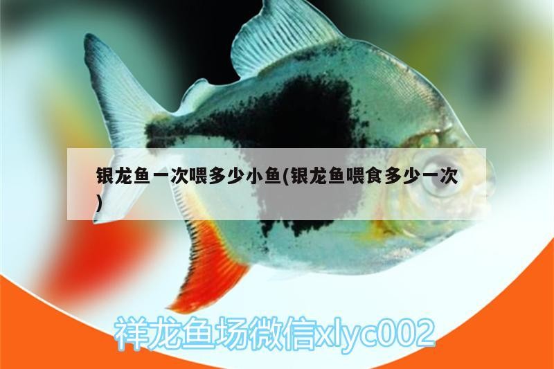 銀龍魚(yú)一次喂多少小魚(yú)(銀龍魚(yú)喂食多少一次)