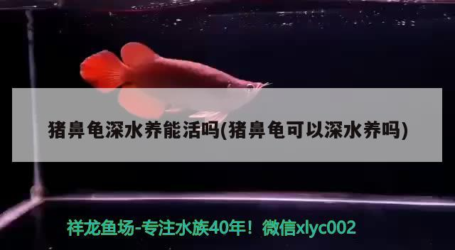 豬鼻龜深水養能活嗎(豬鼻龜可以深水養嗎) 豬鼻龜深水養能活嗎(豬鼻龜可以深水養嗎) 豬鼻龜百科