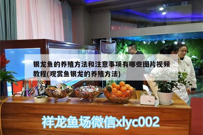 銀龍魚的養殖方法和注意事項有哪些圖片視頻教程(觀賞魚銀龍的養殖方法)