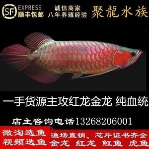 麒麟紅龍魚鳳凰紅龍魚赤血紅龍魚：鳳凰紅龍魚與麒麟區別，紅龍魚日常護理要點 麒麟紅龍魚鳳凰紅龍魚赤血紅龍魚：鳳凰紅龍魚與麒麟區別，紅龍魚日常護理要點 紅龍魚百科 第2張