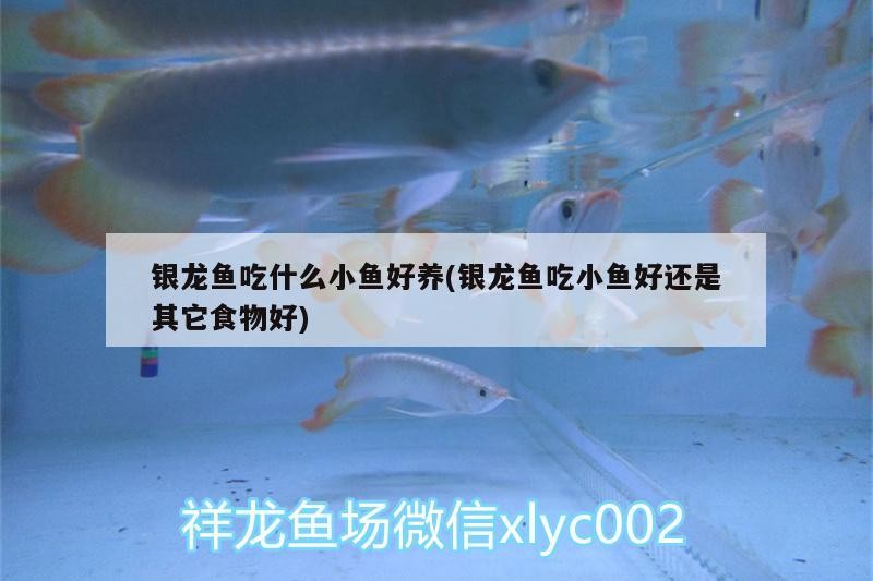 銀龍魚吃什么小魚好養(銀龍魚吃小魚好還是其它食物好)
