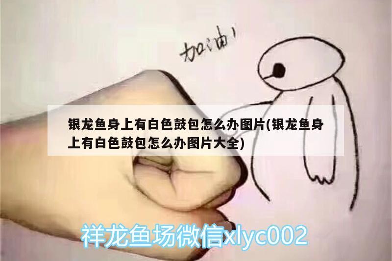 銀龍魚身上有白色鼓包怎么辦圖片(銀龍魚身上有白色鼓包怎么辦圖片大全)