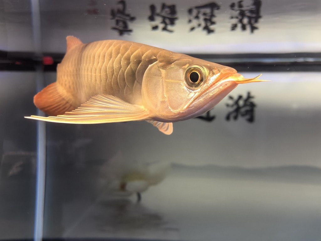 堅(jiān)持愛(ài)好！