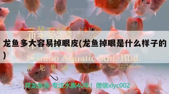 龍魚多大容易掉眼皮(龍魚掉眼是什么樣子的)