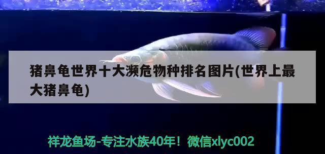 豬鼻龜世界十大瀕危物種排名圖片(世界上最大豬鼻龜)