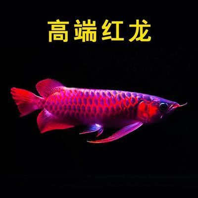 進口紅龍魚：紅龍魚飼養(yǎng)技巧有哪些