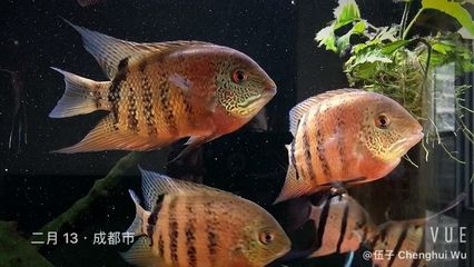 虎斑魚飼養方法：虎斑魚的飼養方法
