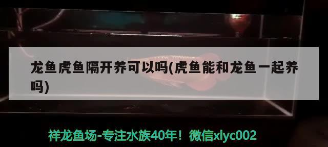 龍魚虎魚隔開養(yǎng)可以嗎(虎魚能和龍魚一起養(yǎng)嗎)