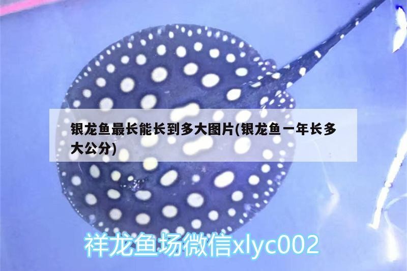 銀龍魚最長能長到多大圖片(銀龍魚一年長多大公分) 銀龍魚最長能長到多大圖片(銀龍魚一年長多大公分) 銀龍魚百科
