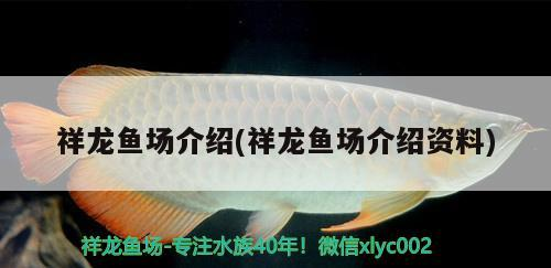祥龍魚場介紹(祥龍魚場介紹資料)