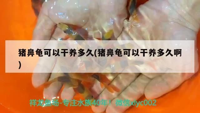 豬鼻龜可以干養(yǎng)多久(豬鼻龜可以干養(yǎng)多久啊) 豬鼻龜可以干養(yǎng)多久(豬鼻龜可以干養(yǎng)多久啊) 豬鼻龜百科