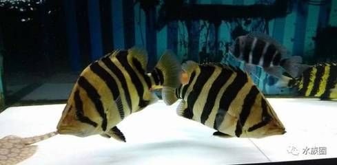 虎魚好處：虎魚具有多種健康益處其中包括：虎魚不僅健康還是一種受歡迎的食材