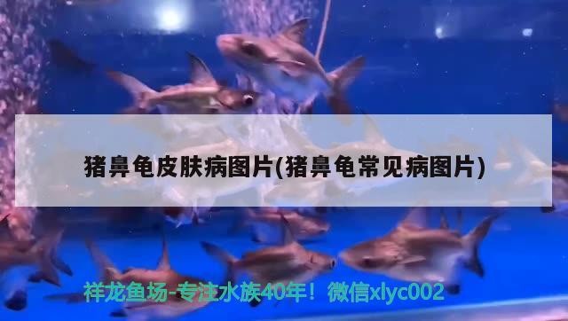 魚缸過濾器選購指南:自制魚缸過濾器魚缸上置過濾器對于養(yǎng)魚愛好者的必備知識 豬鼻龜皮膚病圖片(豬鼻龜常見病圖片) 豬鼻龜百科 豬鼻龜皮膚病圖片(豬鼻龜常見病圖片) 豬鼻龜皮膚病圖片(豬鼻龜常見病圖片) 豬鼻龜百科