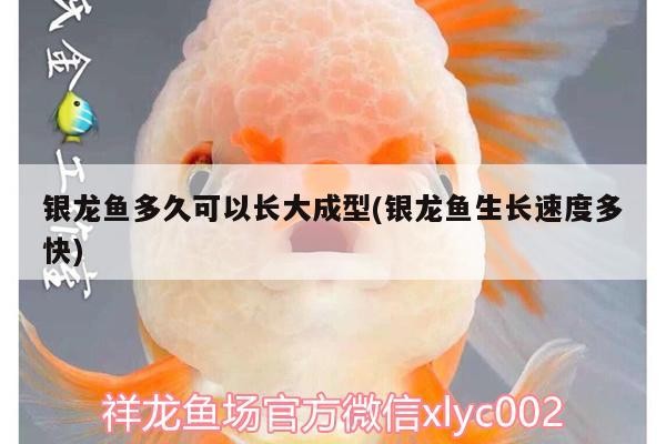 龍魚干蝦有營養嗎 銀龍魚多久可以長大成型(銀龍魚生長速度多快) 銀龍魚百科 銀龍魚多久可以長大成型(銀龍魚生長速度多快) 銀龍魚多久可以長大成型(銀龍魚生長速度多快) 銀龍魚百科