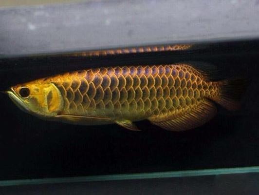 魚缸用增氧泵價(jià)格是多少:魚缸增氧機(jī)-xtrac增氧機(jī)-xtrac增氧機(jī) 紅龍魚級(jí)別區(qū)分圖片, 紅龍魚級(jí)別區(qū)分圖片大全 博特水族 紅龍魚級(jí)別區(qū)分圖片, 紅龍魚級(jí)別區(qū)分圖片大全 紅龍魚級(jí)別區(qū)分圖片, 紅龍魚級(jí)別區(qū)分圖片大全 博特水族