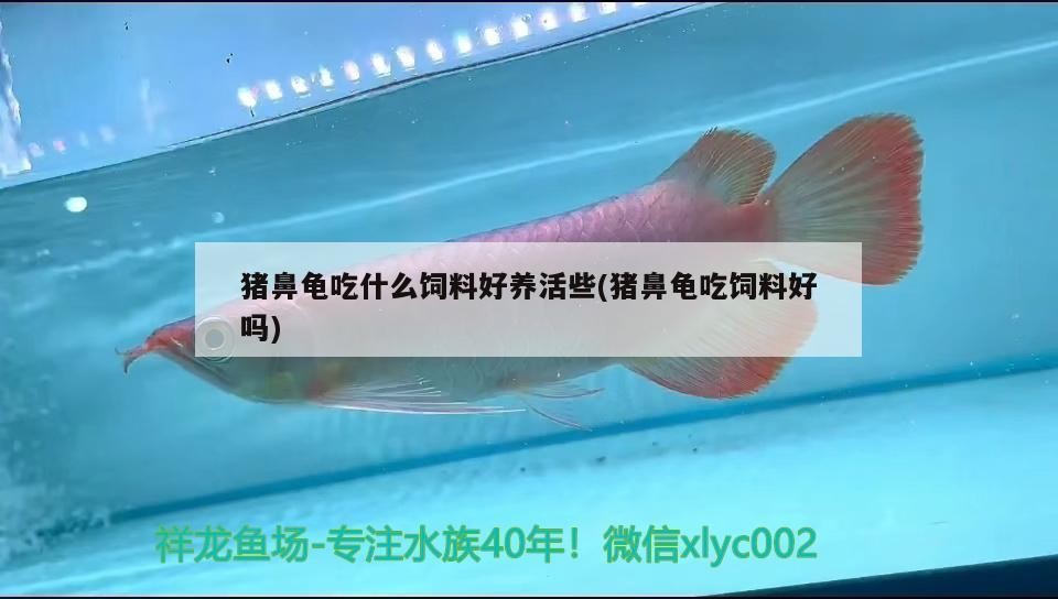 豬鼻龜吃什么飼料好養活些(豬鼻龜吃飼料好嗎)
