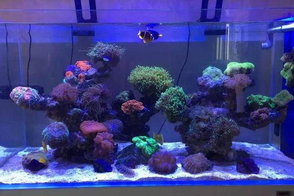 形水魚缸怎么樣
