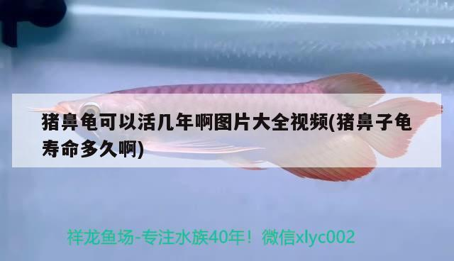 豬鼻龜可以活幾年啊圖片大全視頻(豬鼻子龜壽命多久啊)