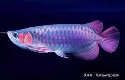 紅龍魚春季夏季色彩對(duì)比：紅龍魚在春季和夏季的外觀呈現(xiàn)出鮮明對(duì)比，紅龍魚冬季色彩變化